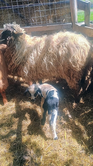 Vand doua miele de anul trecut  - imagine 3