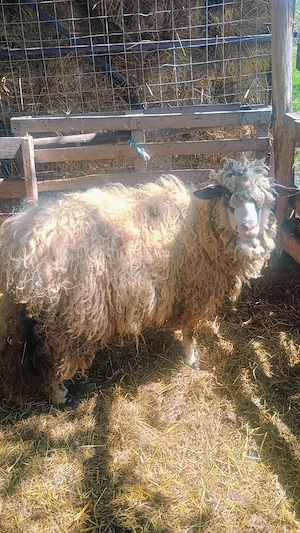 Vand doua miele de anul trecut  - imagine 4