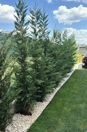Cupressus leylandi 1m-3m  Livrare în toată tara