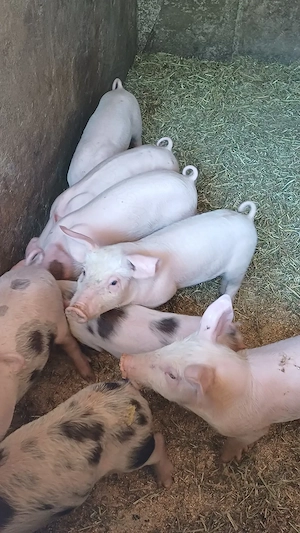 Purcei de vanzare - imagine 2