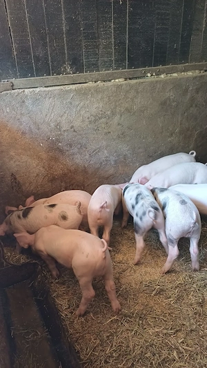 Purcei de vanzare - imagine 4