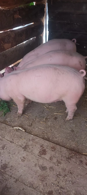 Vând Șoldănași mănâncă foarte bine 45-50kg - imagine 3