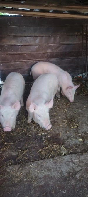 Vând Șoldănași mănâncă foarte bine 45-50kg