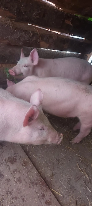 Vând Șoldănași mănâncă foarte bine 45-50kg - imagine 2