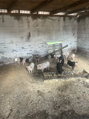 vand purcei 11 buc  - imagine 2