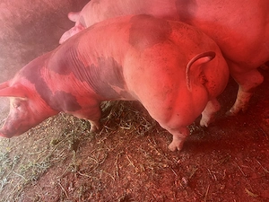 De vânzare 2 scroafe