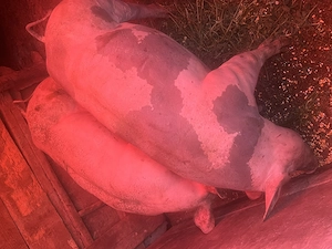 De vânzare 2 scroafe - imagine 4