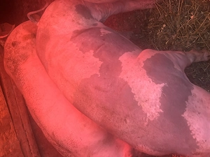 De vânzare 2 scroafe - imagine 3