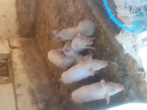 Porci de vânzare, sat Mănăștur comuna vinga, mai multe detalii. Tel    - imagine 2