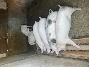 Porci de vânzare  - imagine 2