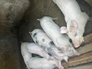 Porci de vânzare  - imagine 3
