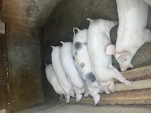 Porci de vânzare  - imagine 5