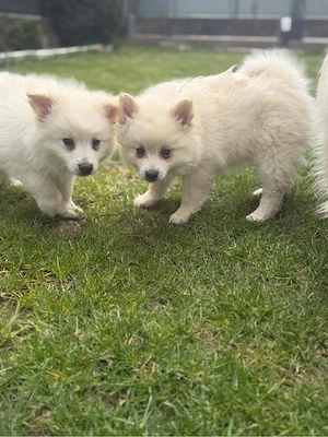 Pomeranian Spitz  - imagine 2