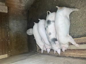 Porci de vânzare  - imagine 4