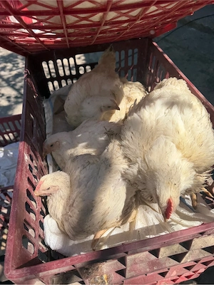 Pui de carne de vanzare 