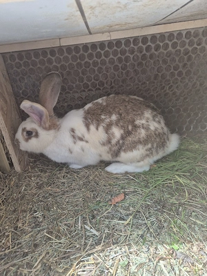 Disponibile doua femele gestante - imagine 3