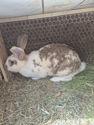 Disponibile doua femele gestante - imagine 4