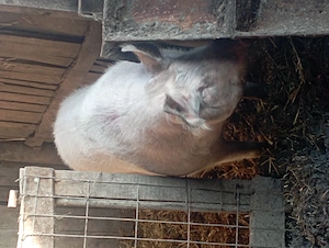 Vând porc de peste 200 de kg 