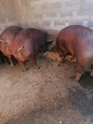 Vând porci Duroc Puțuri 