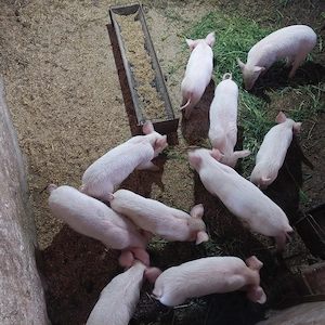 Purcei de vanzare - imagine 4