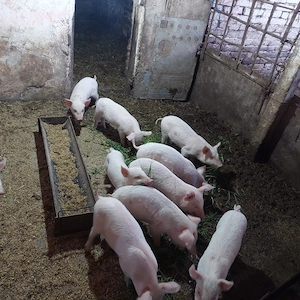 Purcei de vanzare - imagine 3