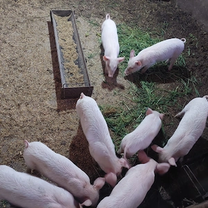 Purcei de vanzare - imagine 2