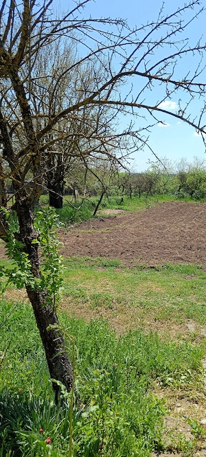 Casa la țara jud. Giurgiu, 4 camere, curte 4000 mp - imagine 10