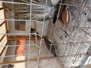 Paun, 2 Paunite  de vinzare