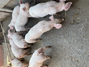 Purcei de vanzare - imagine 8