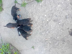 Catei jagd terrieri  par scurt