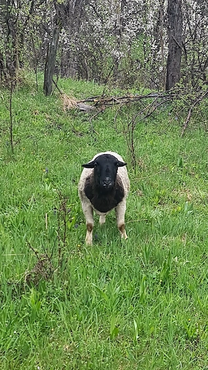 Oi Dorper Oaie,mioara si berbec - imagine 5