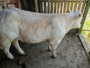 vițel de vânzare  - imagine 3