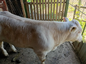 vițel de vânzare  - imagine 2