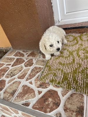 Bichon Maltez Catelusa