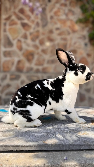 Mascul Rex de vânzare sau schimb