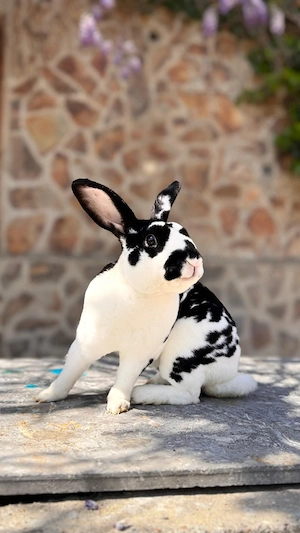 Mascul Rex de vânzare sau schimb - imagine 2