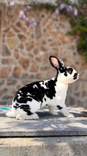 Mascul Rex de vânzare sau schimb - imagine 3