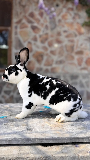 Mascul Rex de vânzare sau schimb - imagine 4