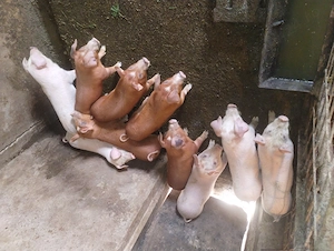 Vand purcei rasa marele alb și duroc din gospodăria proprie 8 săptămâni  - imagine 3