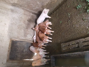 Vand purcei rasa marele alb și duroc din gospodăria proprie 8 săptămâni  - imagine 5