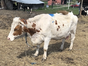 Vând vacă cu vițel 