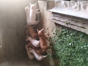 Vand purcei rasa marele alb și duroc din gospodăria proprie 8 săptămâni  - imagine 2