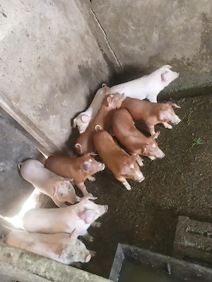 Vand purcei rasa marele alb și duroc din gospodăria proprie 8 săptămâni  - imagine 4