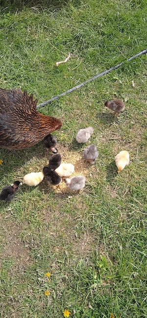 Cloșcă cu pui ouă 