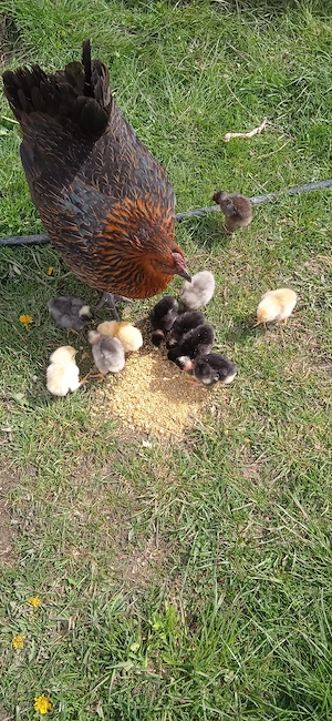 Cloșcă cu pui ouă  - imagine 2