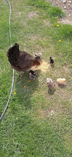 Cloșcă cu pui ouă  - imagine 3