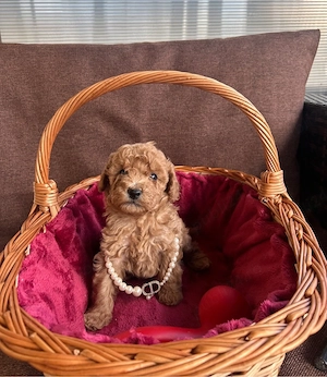 Pui Pudel Caniche cu pedigree