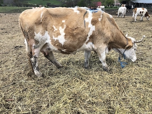 Vând vacă  bălțată românească 