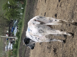 Vând Junincă  bălțată 