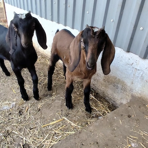 tapisori vierusi paun